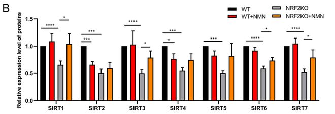 NMN improves NRF2 trapping cells and small radiation damage by regulating SIRT6 and SIRT7
