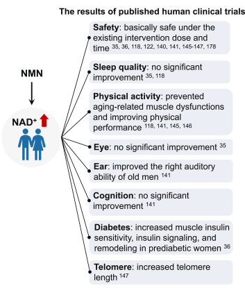 The prospect of NMN improving NAD+levels is beneficial for body function