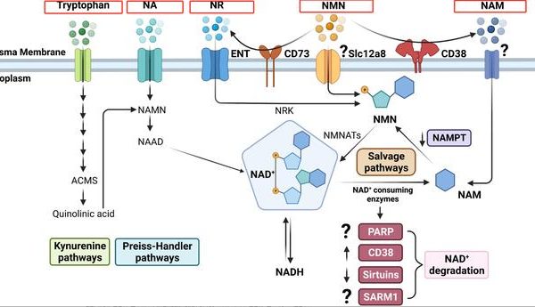 Metabolic pathways of NAD+five precursor substances