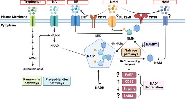 Metabolic pathways of NAD+five precursor substances