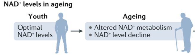 Figure 1. NAD+in the human body decreases with age