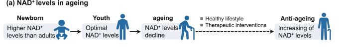 Figure 2. NAD+levels and immune function decrease with age