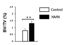NMN increases bone size
