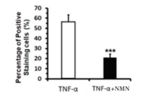 NMN reduces aging bone forming cells