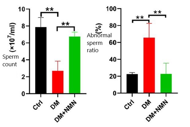 FIG. 2 The sperm number of diabetic mice (DM) supplemented with NMN will increase greatly, while the proportion of abnormal sperm will decrease greatly