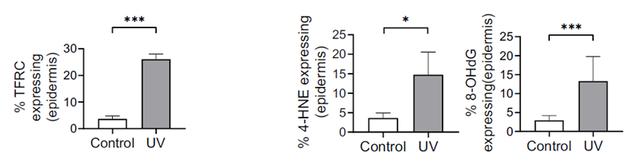FIG. 2 After ultraviolet irradiation, the level of transferrin receptor (TFRC) in the epidermis of mice was significantly increased, and the expression of two proteins, 4-HNE and 8-OHdG, was also significantly increased