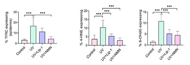 FIG. 4 NMN and Lip-1 inhibit iron death in mouse epidermal cells after ultraviolet irradiation