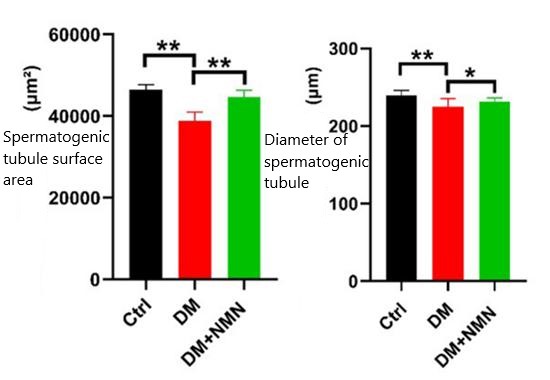 FIG. 3 Both surface area and diameter of spermatogenic tubules in diabetic mice were recovered after NMN supplementation