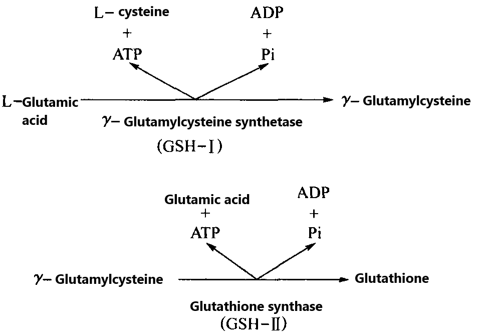 Figure 2: Glutathione synthesis