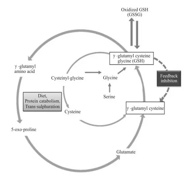 Biochemical pathways of glutathione production and regulation