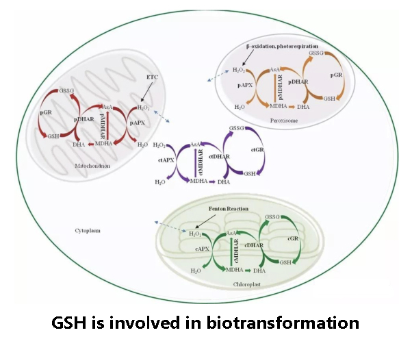 GSH is involved in biotransformation