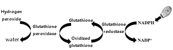 Principle of glutathione peroxidase determination