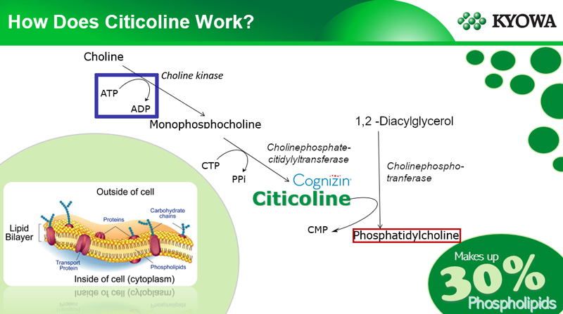 Cognizin how citicoline works