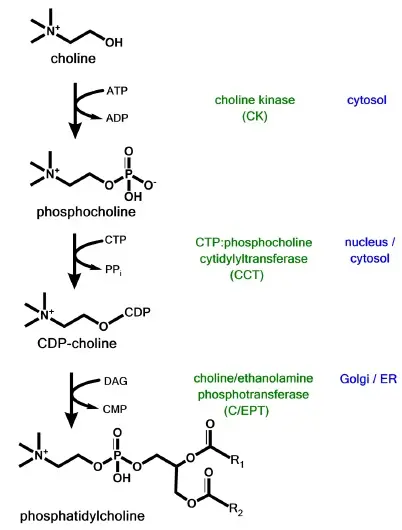 Cdp-choline production pathway