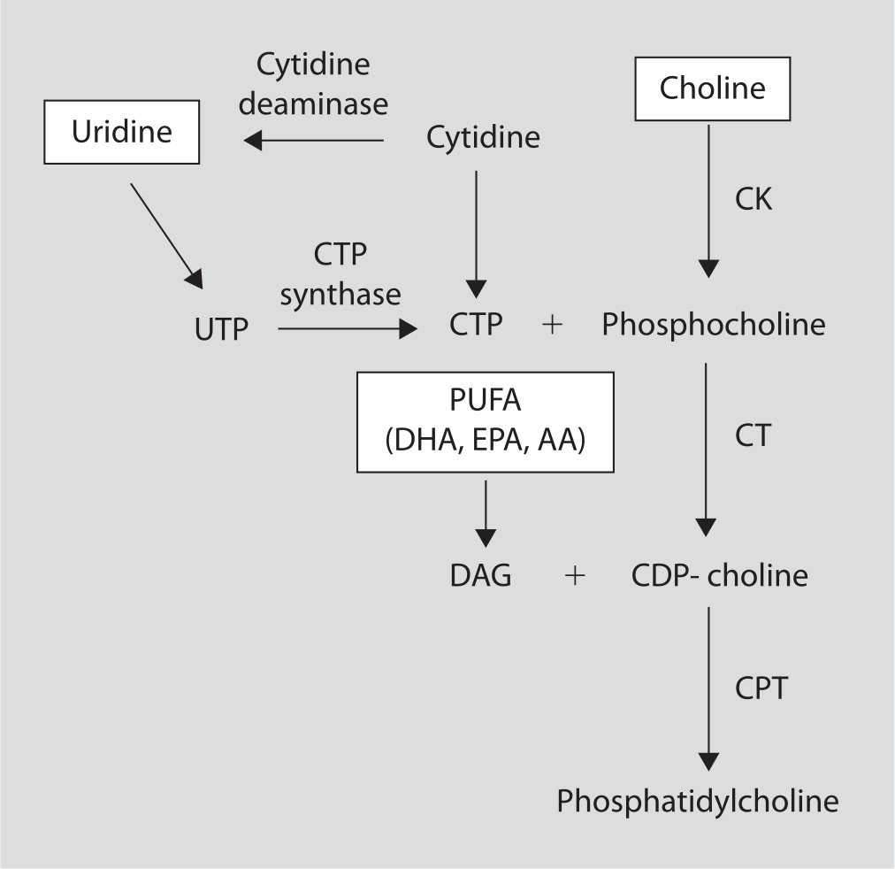 Both cytidine and choline are necessary for the synthesis of phosphatidylcholine, a type of phospholipid that is particularly beneficial for brain health.