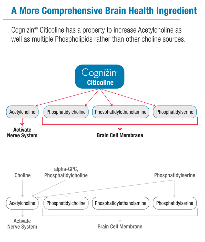 Only citicoline can promote acetylcholine and three brain cell membranes, namely phosphatidylcholine, phosphatidylethanolamine and phosphatidylserine!