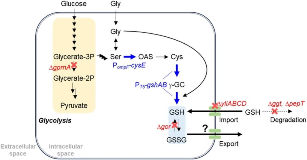 Schematic diagram of glutathione biosynthesis in E. coli