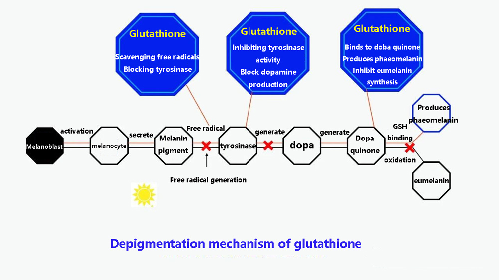 Depigmentation mechanism of glutathione