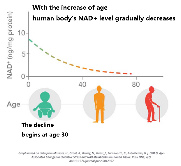 With the increase of age, the human body's NAD+ level gradually decreases