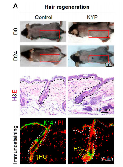 Mitochondrial autophagy (statin 2) agonist KYP-2047 induces hair regeneration