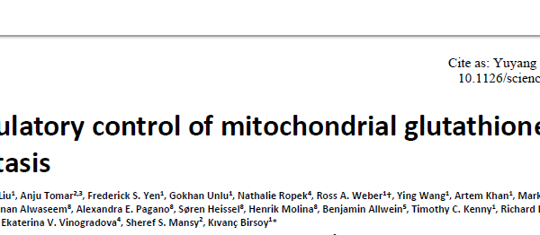 Autoregulatory control of mitochondrial glutathione homeostasis