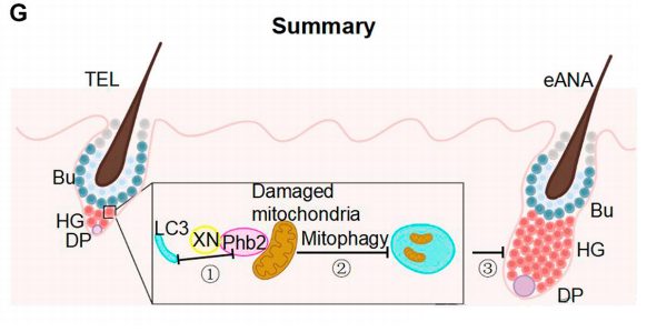 Activation of glutathione metabolism through mitochondrial autophagy promotes hair regeneration