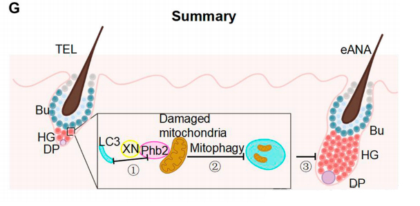 Activation of glutathione metabolism through mitochondrial autophagy promotes hair regeneration