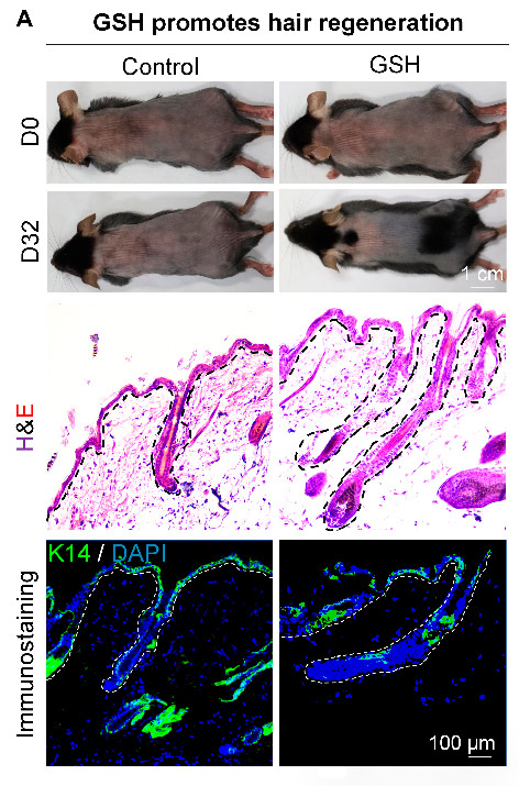 Glutathione (GSH) induces hair regeneration