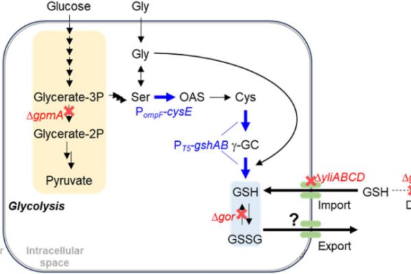 Modified Escherichia coli produced record glutathione