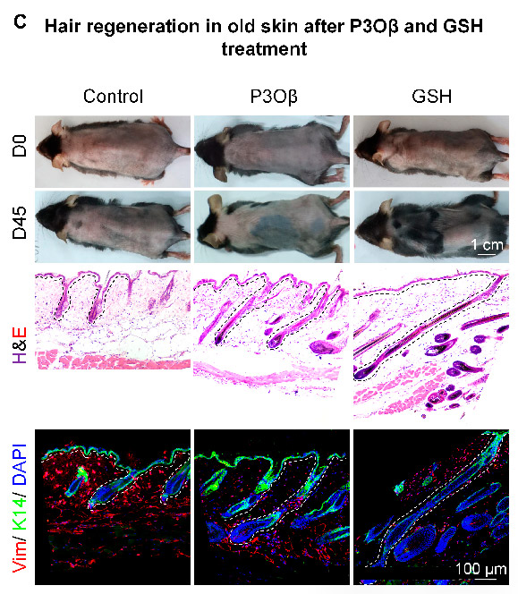 LC3 agonists P3Oβ and GSH can induce hair regeneration in aged mice