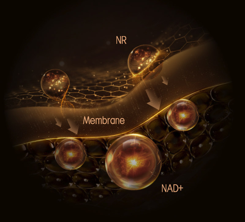 Diagram of nicotinamide ribose entering a cell and transforming into NAD+