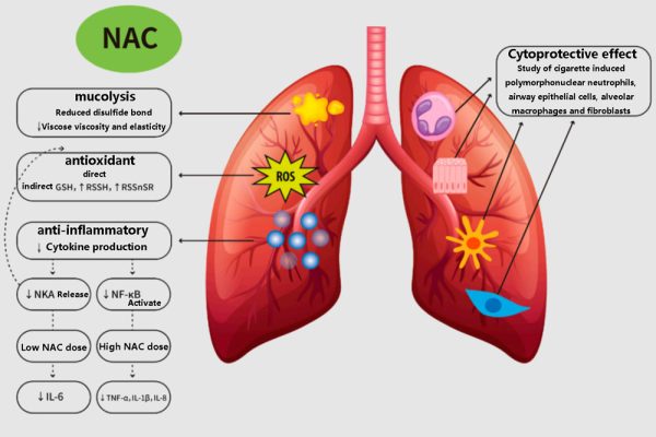 Molecular mechanism of oral NAC in the treatment of chronic respiratory diseases