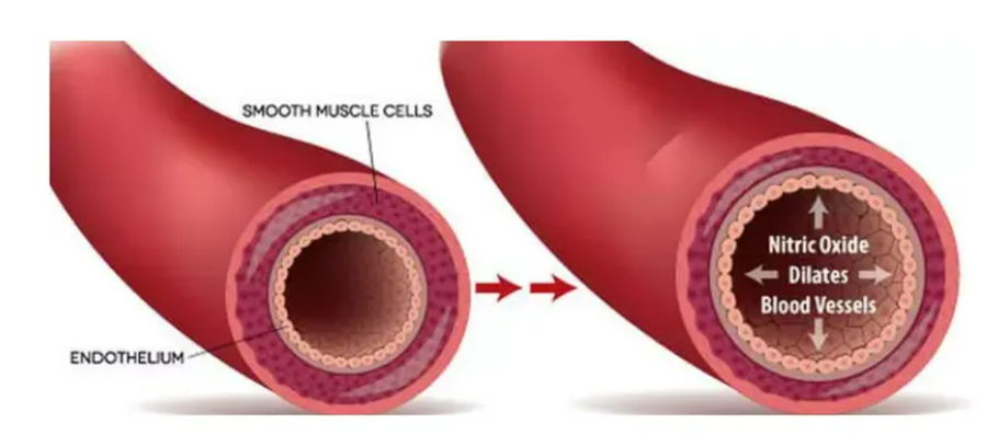 How nitric oxide works