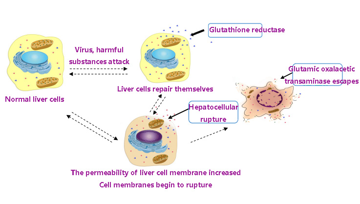 The permeability of liver cell membrane increased
Cell membranes begin to rupture