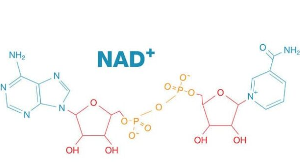 β-nicotinamide adenine dinucleotide