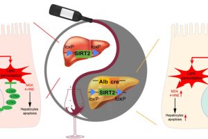 Mechanism of action of adenosylmethionine in alcoholic liver disease