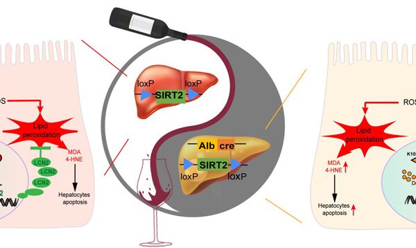 Mechanism of action of adenosylmethionine in alcoholic liver disease