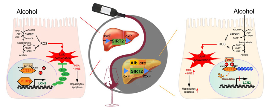 Mechanism of action of adenosylmethionine in alcoholic liver disease