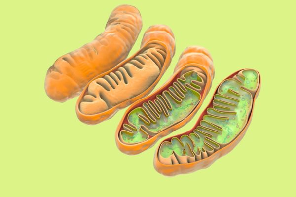 mitochondria