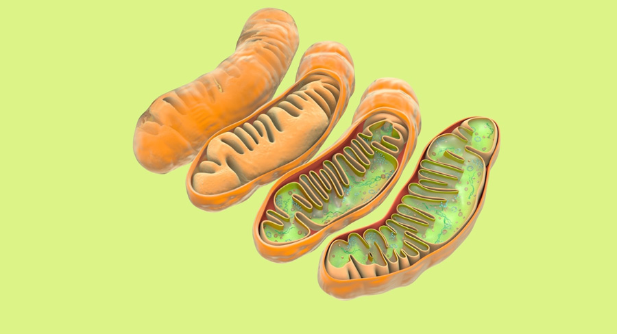 mitochondria