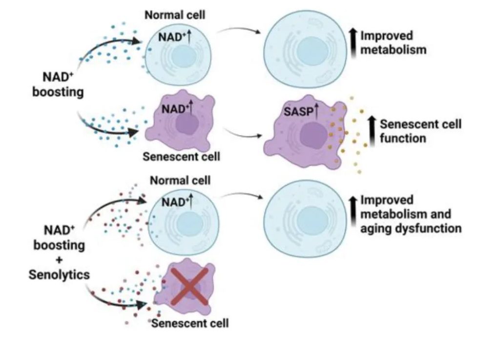 The role of NAD+ in metabolism and aging