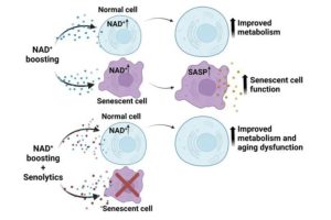 The role of NAD+ in metabolism and aging