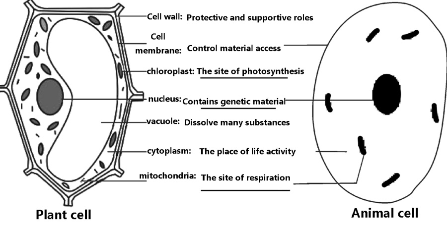 Mitochondria in plant and animal cells