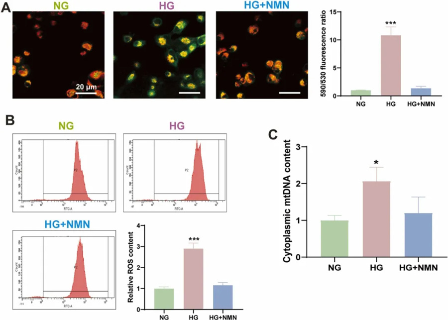 NMN improved MMP, intracellular ROS and cytoplasmic mtDNA content