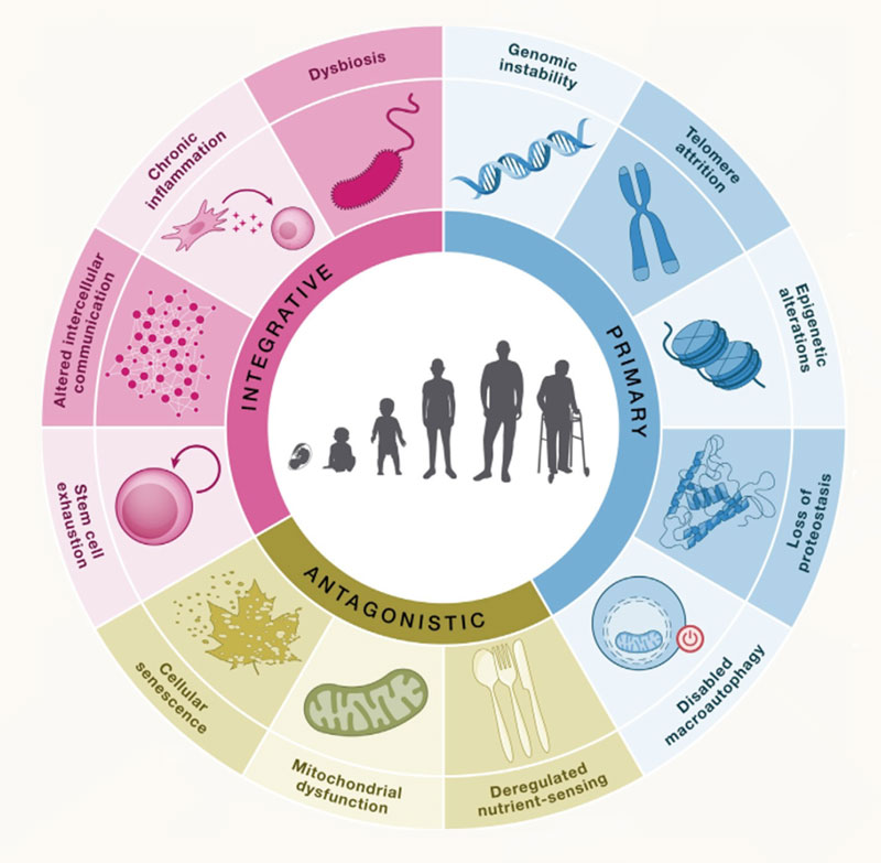 Mitochondrial DNA mutation and intestinal aging NMN