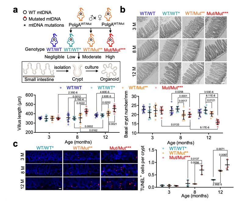 The increase of mitochondrial DNA mutation burden induces small intestine aging