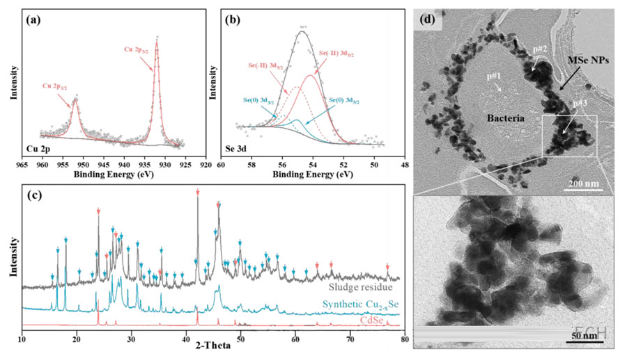 Figure 3: XPS spectra of Cu 2p (a) and Se 3d (b), XRD spectra of sludge residue (c), and transmission electron microscopy images of the final sludge of R#3. In the XRD pattern (c), the blue and red arrows indicate the diffraction peaks of Cu2-xSe and CdSe, respectively. In the TEM image (d), the black arrow indicates the metal selenide nanoparticles (MSe NPs) surrounding the cell, and the white arrow indicates the point of EDX analysis. Expand the area around point #3(p#3) to show the MSe NPs more clearly.