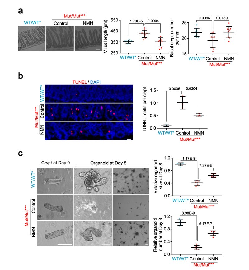 NMN ameliorates small intestine aging caused by the burden of mitochondrial DNA mutations