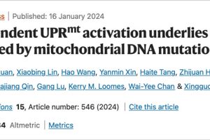 NAD+ dependent UPR activation underlies intestinal aging caused by mitochondrial DNA mutations