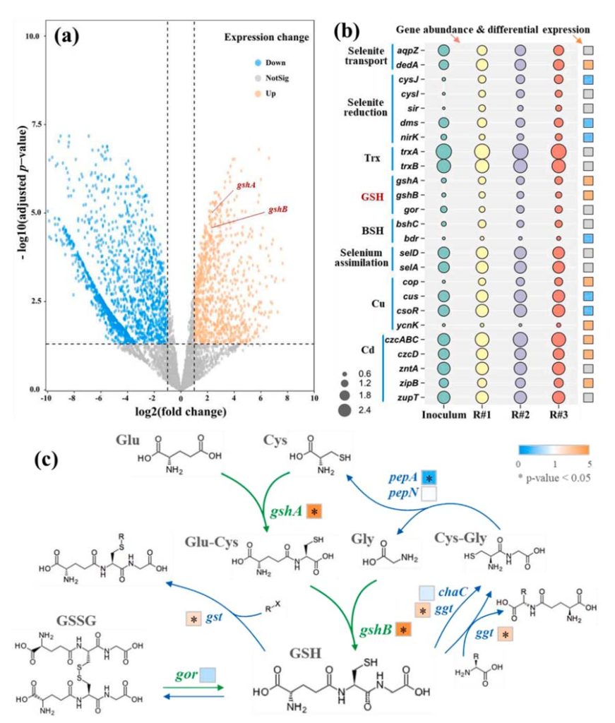 Figure 5: Expression levels of all genes (a), abundance and expression levels of key genes (b), and metabolic pathways of GSH (c), with the right square showing differential gene expression. Orange, blue and gray represent up and down, respectively, with no significant change. A significance mark marked with an asterisk (*) in the square indicates that the gene expression is significantly up-regulated or down-regulated.